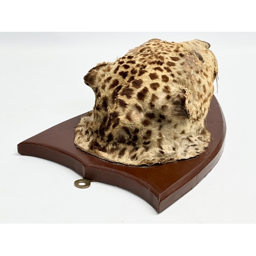 32 - A late 19th century taxidermy wall mounted leopard. Circa 1900. 25x34cm