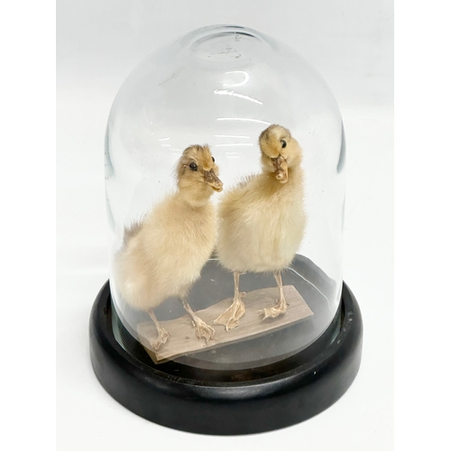 74 - A pair of taxidermy ducklings in glass dome display. 18x24cm