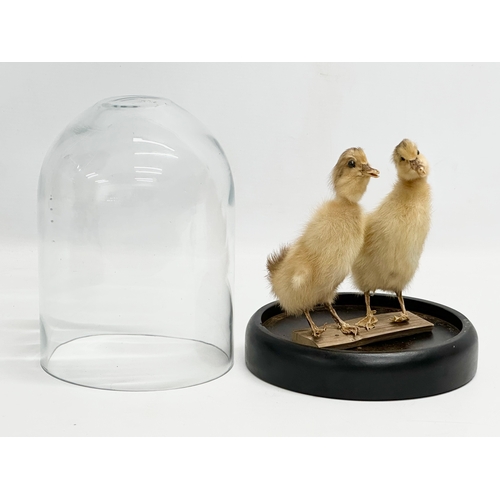 74 - A pair of taxidermy ducklings in glass dome display. 18x24cm