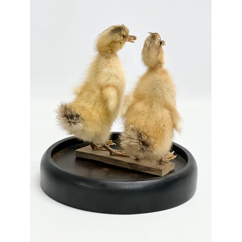 74 - A pair of taxidermy ducklings in glass dome display. 18x24cm