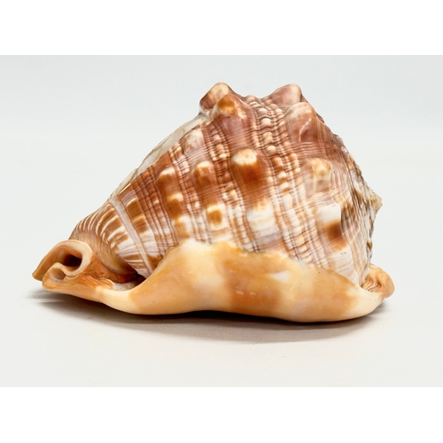 417 - 2 19th Century Cameo Conch Shells. 14cm