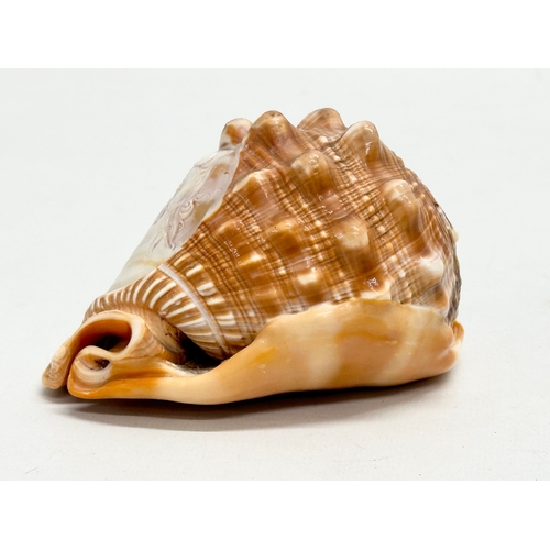 417 - 2 19th Century Cameo Conch Shells. 14cm