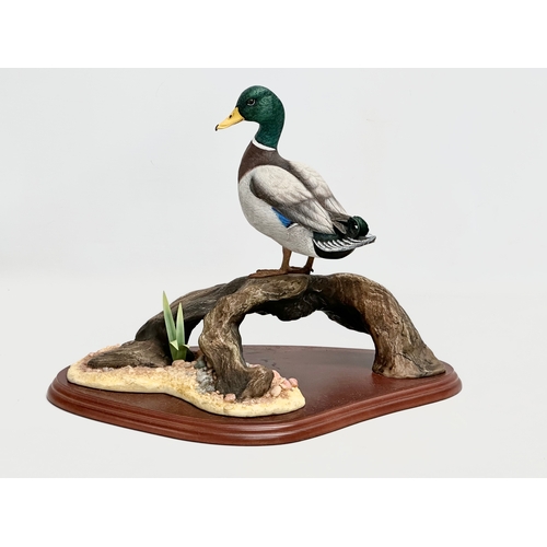 431 - A large Border Fine Arts ‘Mallard’ figure on stand. Water Fowl of the World by Don Briddell. 35x21x2... 