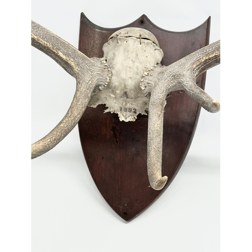 174 - A large 19th Century wall mounted stag skull and antlers. 105x101cm