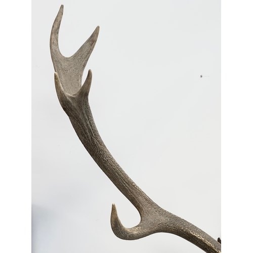 174 - A large 19th Century wall mounted stag skull and antlers. 105x101cm