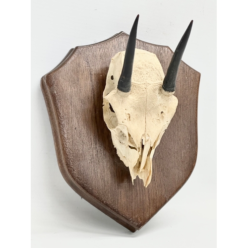 438 - A wall mounted antelope skull. 17x21cm