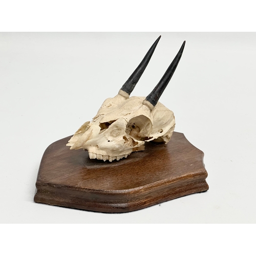 438 - A wall mounted antelope skull. 17x21cm