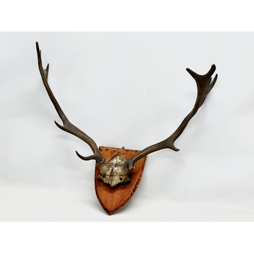 272 - A Late 19th Century wall mounted deer skull. 63x57cm.