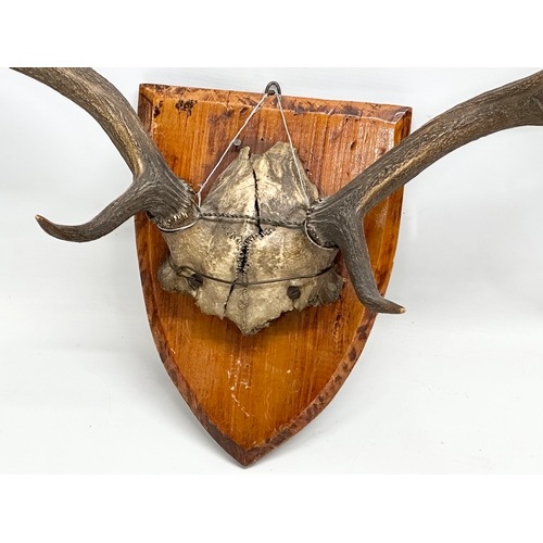 272 - A Late 19th Century wall mounted deer skull. 63x57cm.