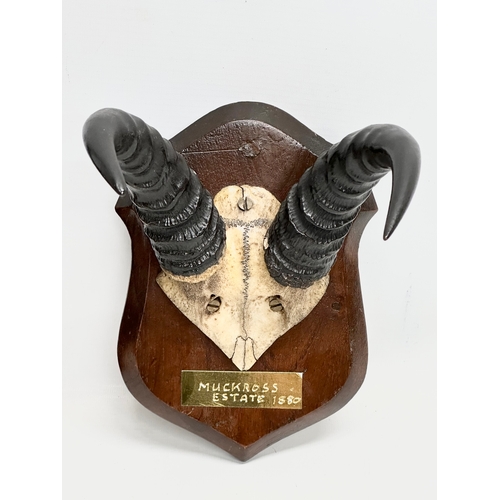 273 - 2 Late 19th Century wall mounted horn skulls. 16cmx24cm. 15x30cm.