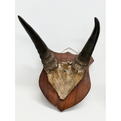 273 - 2 Late 19th Century wall mounted horn skulls. 16cmx24cm. 15x30cm.