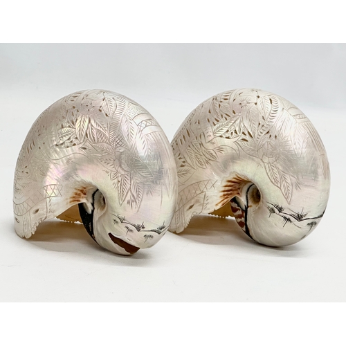 47 - A pair of 19th Century Nautilus Shells. Nouvelle Caledonie. 14x11cm.