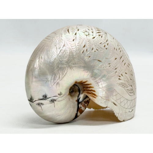 47 - A pair of 19th Century Nautilus Shells. Nouvelle Caledonie. 14x11cm.