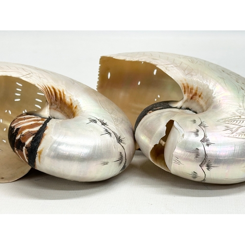 47 - A pair of 19th Century Nautilus Shells. Nouvelle Caledonie. 14x11cm.