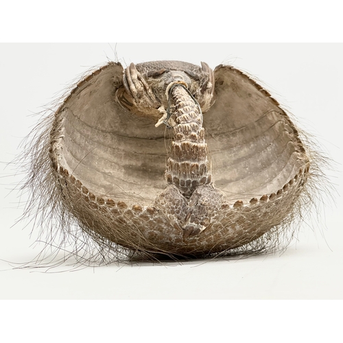 90 - A 19th Century taxidermy armadillo basket. 21x21x16cm.