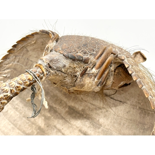 90 - A 19th Century taxidermy armadillo basket. 21x21x16cm.