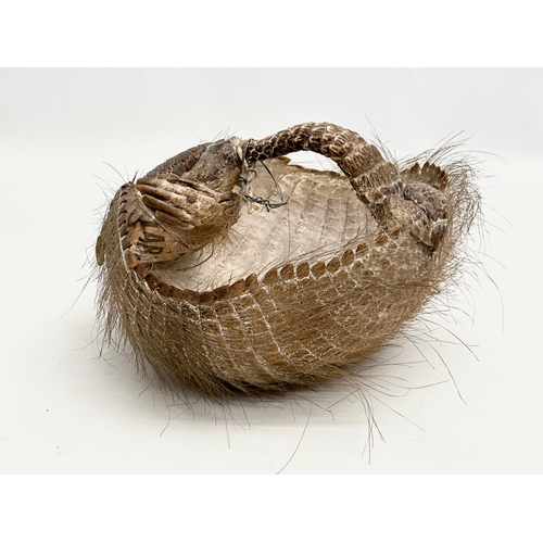 90 - A 19th Century taxidermy armadillo basket. 21x21x16cm.