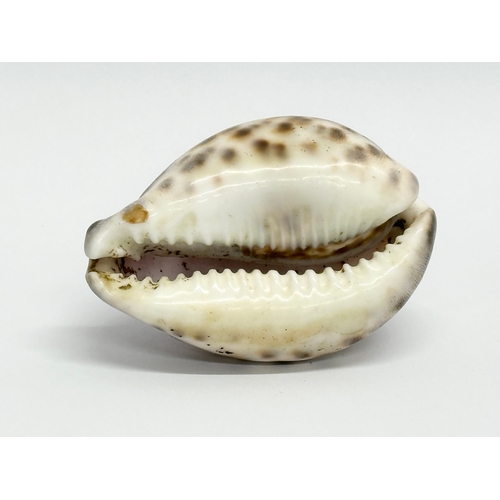 542 - Tower of Refuge, Douglas, Isle of Man. Engraved cowrie shell. 9x6x4cm.