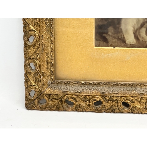 264 - A Late 19th Century Victorian carved wooden gilt framed print of kittens. 48.5x39.5cm