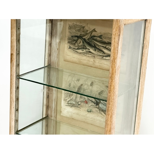 45 - A Late 19th Century Victorian limed oak tabletop display cabinet. With 3 coloured etchings of fish a... 