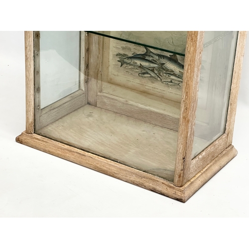 45 - A Late 19th Century Victorian limed oak tabletop display cabinet. With 3 coloured etchings of fish a... 