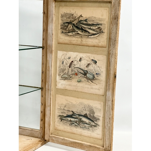 45 - A Late 19th Century Victorian limed oak tabletop display cabinet. With 3 coloured etchings of fish a... 