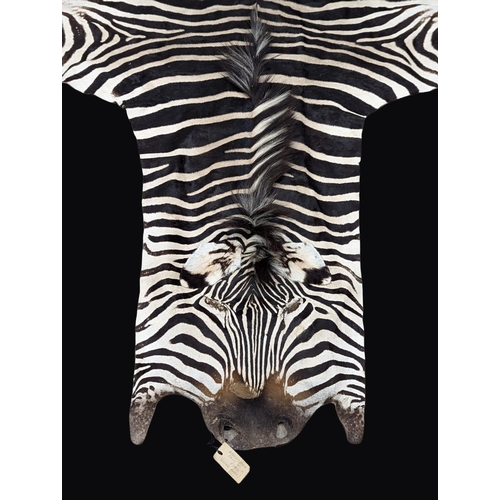 3 - A large Late 19th / Early 20th Century full zebra skin. Taxidermy rug / wall rug. 310cm