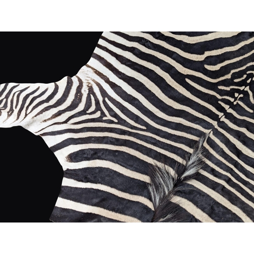 3 - A large Late 19th / Early 20th Century full zebra skin. Taxidermy rug / wall rug. 310cm