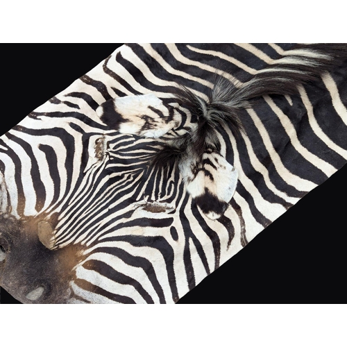 3 - A large Late 19th / Early 20th Century full zebra skin. Taxidermy rug / wall rug. 310cm