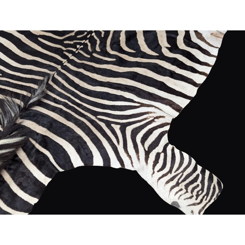 3 - A large Late 19th / Early 20th Century full zebra skin. Taxidermy rug / wall rug. 310cm