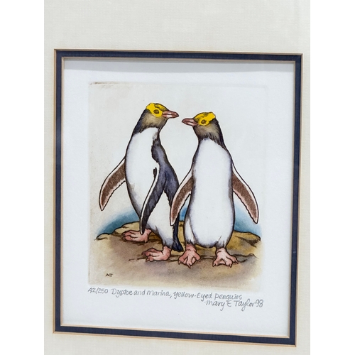 732 - Mary E. Taylor. A watercolour drawing. Dyptoe and Marina, Yellow-Eyed Penguins. 15x17cm. Frame 41x46... 