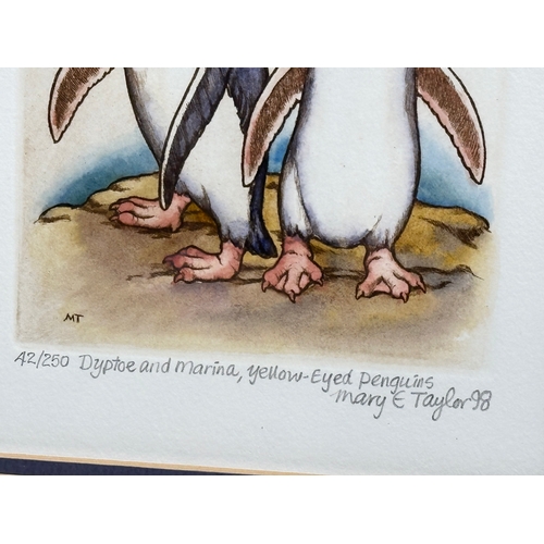 732 - Mary E. Taylor. A watercolour drawing. Dyptoe and Marina, Yellow-Eyed Penguins. 15x17cm. Frame 41x46... 