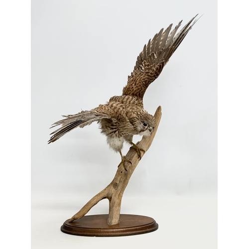 386 - A vintage sparrow hawk taxidermy. 62x58cm.