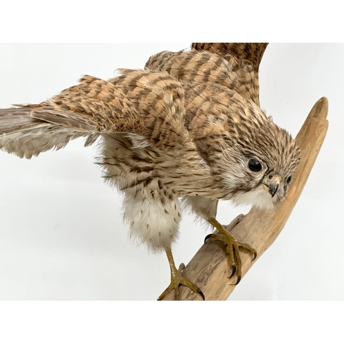 386 - A vintage sparrow hawk taxidermy. 62x58cm.