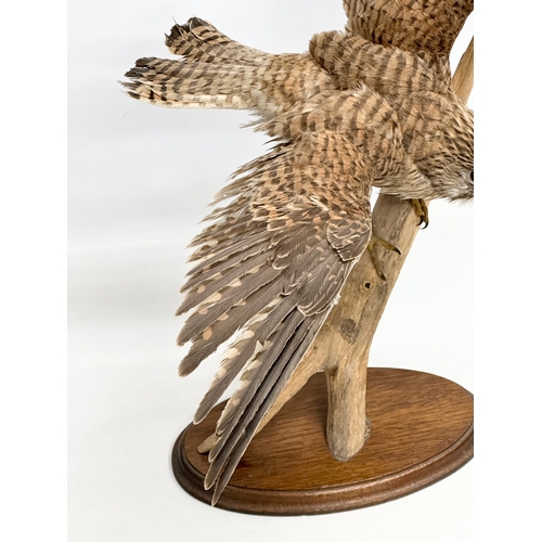 386 - A vintage sparrow hawk taxidermy. 62x58cm.