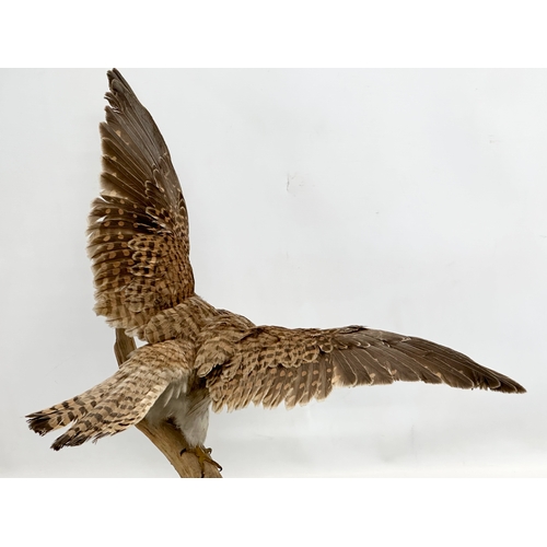 386 - A vintage sparrow hawk taxidermy. 62x58cm.