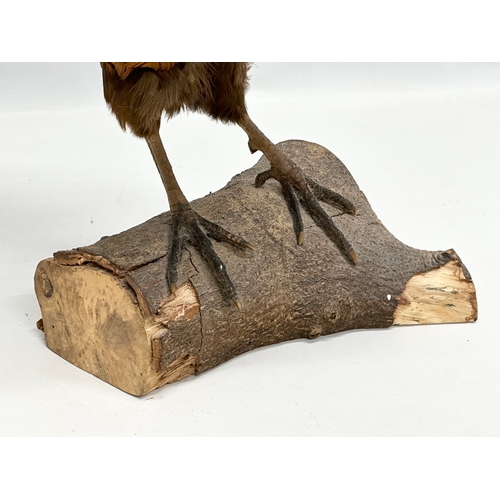 387 - A vintage pheasant taxidermy. 64x42cm.