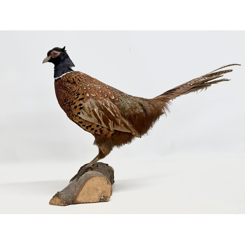 387 - A vintage pheasant taxidermy. 64x42cm.