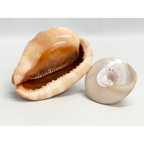 562 - 2 seashells. A Helmet Conch Shell 16x12x9cm. A Mother of Pearl spiral shell 10x8cm