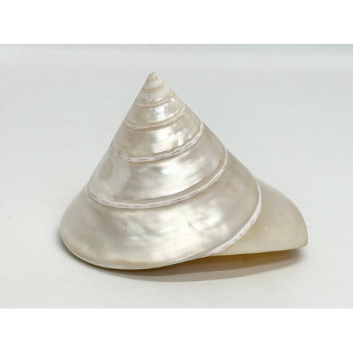 562 - 2 seashells. A Helmet Conch Shell 16x12x9cm. A Mother of Pearl spiral shell 10x8cm