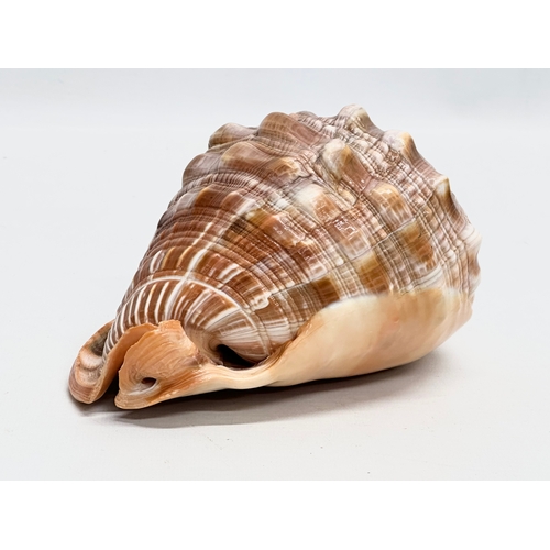 562 - 2 seashells. A Helmet Conch Shell 16x12x9cm. A Mother of Pearl spiral shell 10x8cm