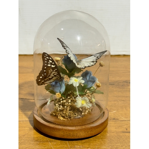 253 - Cased butterflies in glass dome. 18.5cm.
