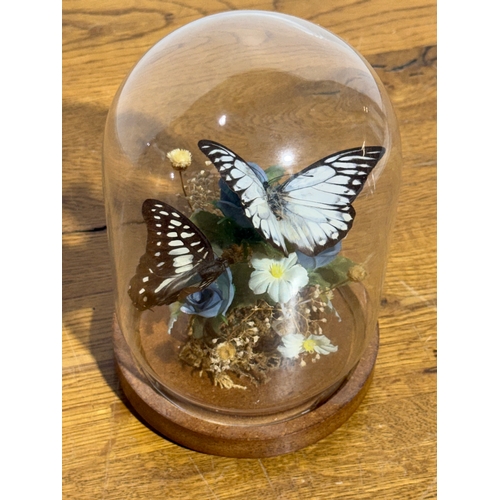 253 - Cased butterflies in glass dome. 18.5cm.