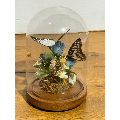 253 - Cased butterflies in glass dome. 18.5cm.