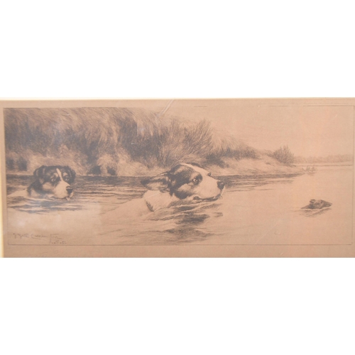 1446 - James Yates Carrington - British 19th century. Etching of dogs swimming after a rat or water vole. P... 