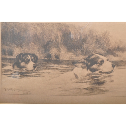 1446 - James Yates Carrington - British 19th century. Etching of dogs swimming after a rat or water vole. P... 