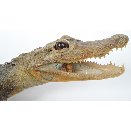 1490 - Taxidermy Interest - A 20th century infant Cayman alligator. Measures 60cm length.