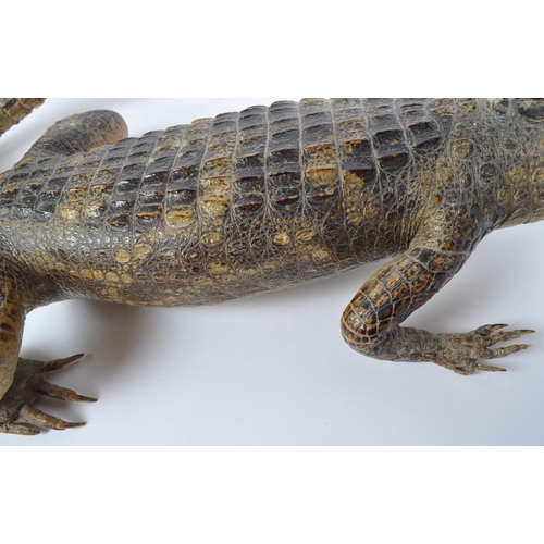 1490 - Taxidermy Interest - A 20th century infant Cayman alligator. Measures 60cm length.