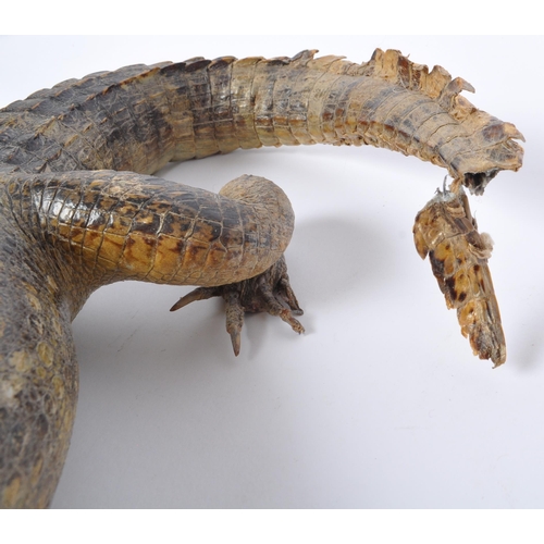 1490 - Taxidermy Interest - A 20th century infant Cayman alligator. Measures 60cm length.