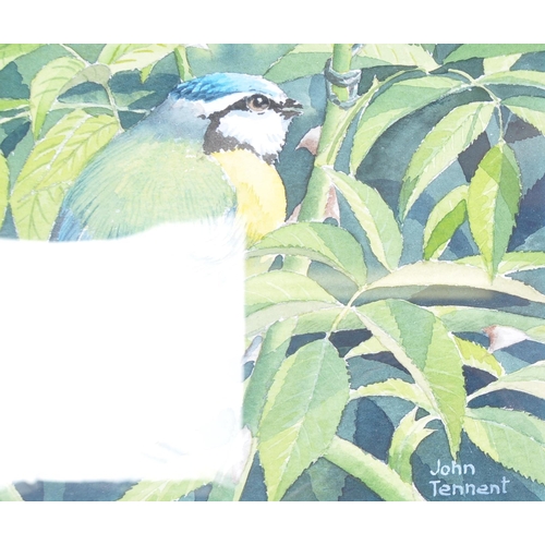 1155 - A vintage 20th Century water colour painting of blue tits. The birds on branches with foliage backgr... 